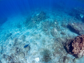 大きく美しいアオブダイ（ブダイ科）他。
英名学名：Knobsnout Parrotfish (Scarus ovifrons)
静岡県伊豆半島賀茂郡南伊豆町中木ヒリゾ浜2024年
