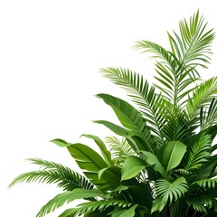 Single Collection of Green Tropical Plant Leaves ( Monstera, Palm, Rubber Plant, Pine, Bird's Nest Fern) Isolated on White Background with Cutout Path