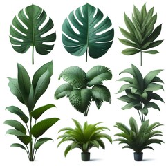 Fototapeta premium Single Collection of Green Tropical Plant Leaves ( Monstera, Palm, Rubber Plant, Pine, Bird's Nest Fern) Isolated on White Background with Cutout Path