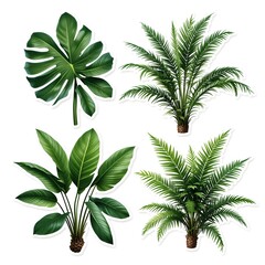 Single Collection of Green Tropical Plant Leaves ( Monstera, Palm, Rubber Plant, Pine, Bird's Nest Fern) Isolated on White Background with Cutout Path