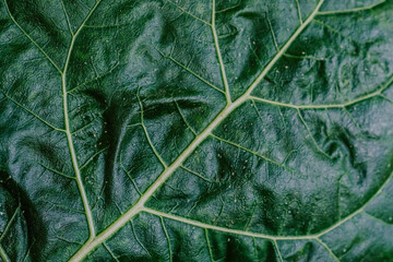 Obraz premium Close-up view of a textured green leaf showcasing its intricate veins under natural light