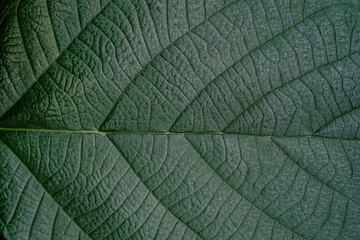 Close-up of intricate green leaf texture highlighting natural patterns in a serene environment