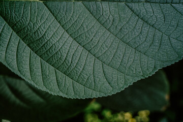 Close-up of a large green leaf showcasing intricate vein patterns in a natural setting during daylight