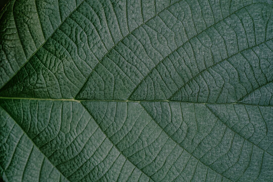 Close-up of intricate green leaf texture highlighting natural patterns in a serene environment