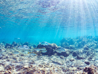 浅瀬に集う、美しく大きなクロダイ、アイゴ、メジナ他の群れの半水面撮影。
英名学名：Japanese Black Sea Bream (Acanthopagrus schlegelii), Rabbitfish (Siganus fuscescens), Largescale Blackfish (Girella punctata)
静岡県伊豆半島賀茂郡南伊豆町中木ヒリゾ浜2024年
