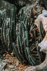Cacti growing in rocky terrain under soft sunlight in a natural desert environment