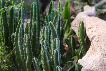 Green cacti thrive in a sunny garden bed surrounded by natural decor and vibrant plant life