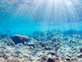浅瀬に集う、美しく大きなクロダイ、アイゴ、メジナ他の群れの半水面撮影。
英名学名：Japanese Black Sea Bream (Acanthopagrus schlegelii), Rabbitfish (Siganus fuscescens), Largescale Blackfish (Girella punctata)
静岡県伊豆半島賀茂郡南伊豆町中木ヒリゾ浜2024年
