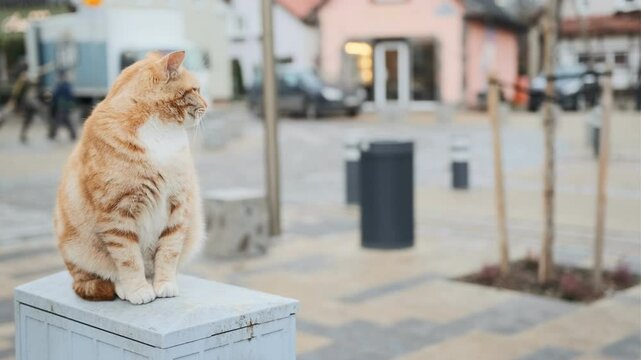 An orange cat sits gracefully on a gray pedestal observing the bustling activity of a colorful street filled with shops people and greenery in the background