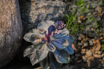 Succulent plant growing naturally among stones in a warm environment during the late afternoon sun