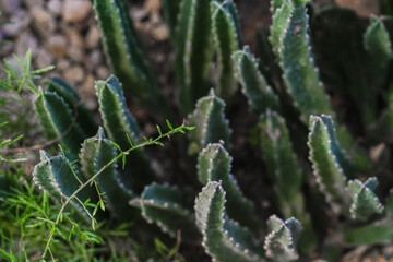 Cactus plants growing in a sunny garden with gravel and greenery in the late afternoon