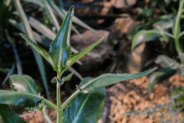 Green leafy plant growing in natural light among blurred foliage in a lush garden setting