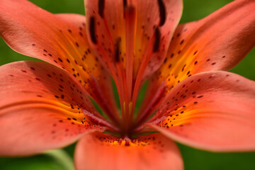 Lily of the Daurian, or Pennsylvania (Latin Lilium pensylvanicum)