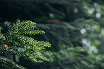 Lush green fir tree foliage close-up in a misty forest during early morning light