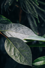 Lush green leaves with textured surfaces captured in a serene natural setting during daylight