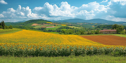 Fototapeta premium Vibrant sunflower fields in tuscany italy nature landscape photography sunny day panoramic view of rural environment