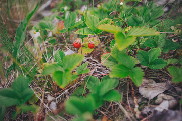 fresh wild strawberry in the forest. wild strawberry on a summer meadow. Edible berries 