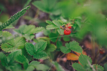 fresh wild strawberry in the forest. wild strawberry on a summer meadow. Edible berries 