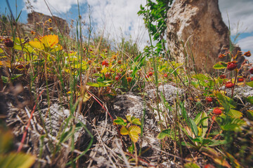 small red wild strawberries grow on the branches. wild strawberries growing on the mountain slope.  Wild strawberries growing in a natural environment. Ripe berry growing on the stone.
