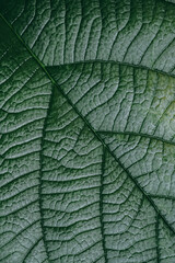 Close-up of a textured green leaf showcasing intricate patterns and veins in natural lighting