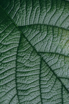 Close-up of a textured green leaf showcasing intricate patterns and veins in natural lighting
