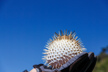 怒って膨らむ美しいハリセンボン（ハリセンボン科）。
英名学名：Balloon...