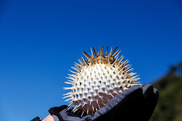 怒って膨らむ美しいハリセンボン（ハリセンボン科）。
英名学名：Balloon...