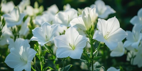 White Flowers in Field