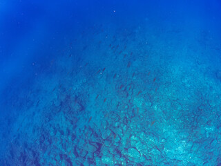 海藻に産卵するために集まっている、美しいアオリイカ（ヤリイカ科）の群れ。
英名学名：Bigfin Reef Squid (Sepioteuthis lessoniana) 
静岡県伊豆半島賀茂郡南伊豆町中木ヒリゾ浜2024年
