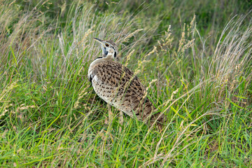 Outarde à ventre noir, eupodotis melanogaster.Lissotis melanogaster, Black bellied Bustard