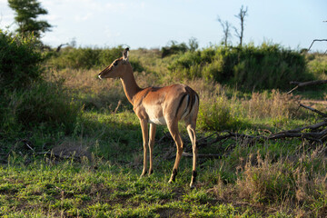 Impala, Aepyceros melampus, Afrique du Sud