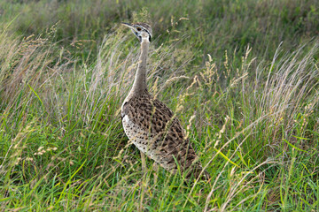 Outarde à ventre noir, eupodotis melanogaster.Lissotis melanogaster, Black bellied Bustard