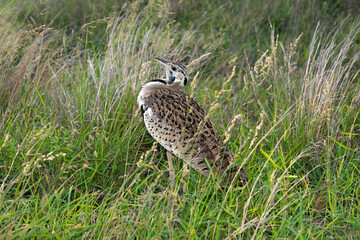 Outarde à ventre noir, eupodotis melanogaster.Lissotis melanogaster, Black bellied Bustard