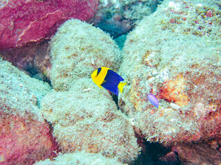 可愛いソメワケヤッコ（キンチャクダイ科）の幼魚他。
ソラスズメダイ（スズメダイ科）他の群れ。
英名学名：Bicolor angelfish (Centropyge bicolor) 
Heavenly Damselfish (Pomacentrus coelestis)
静岡県伊豆半島賀茂郡南伊豆町中木ヒリゾ浜2024年
