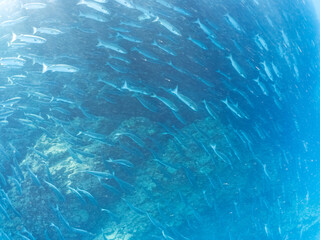 水面近くを泳ぐ美しいボラ（ボラ科）の群れ。
英名学名：Flathead Gray Mullet...