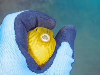 膨らむ
可愛いサザナミフグ（フグ目）の幼魚。
英名学名：White-spotted...
