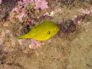 膨らむ
可愛いサザナミフグ（フグ目）の幼魚。
英名学名：White-spotted puffer (Arothron hispidus)
静岡県伊豆半島賀茂郡南伊豆町中木ヒリゾ浜2024年
