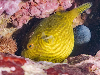 膨らむ
可愛いサザナミフグ（フグ目）の幼魚。
英名学名：White-spotted...