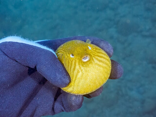 膨らむ
可愛いサザナミフグ（フグ目）の幼魚。
英名学名：White-spotted...