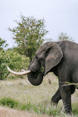 Fototapeta premium African elephant puts grass in its mouth with its trunk and eats. Safari in Kruger National park, South Africa savanna