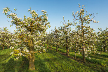 Orchard with blooming pear trees in row, Egnach, Canton of Thurgau, Switzerland