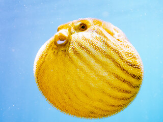 水面を漂う
可愛いサザナミフグ（フグ目）の幼魚。
英名学名：White-spotted...