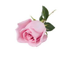 Fototapeta premium Beautiful Pink Rose with Green Leaves