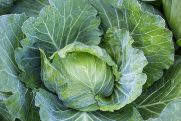 Closeup fresh young cabbage from top view, organic vegetable garden, outdoor day light