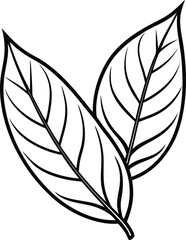 Vector bay leaves line art illustration graphic line art bay leaf spice
