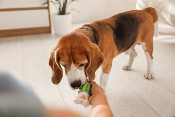 Fototapeta na wymiar Owner giving toy to cute dog at home, closeup. Playing with pet