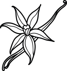 Detailed hand-drawn vector illustration of vanilla orchid flowers with sticks