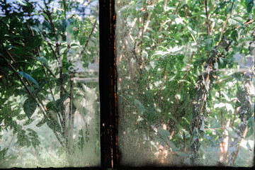 Moisture-covered window framing greenery in a peaceful outdoor setting during daylight