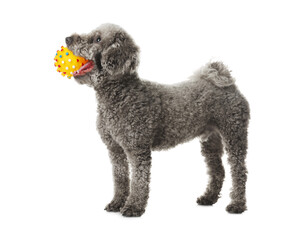Cute dog playing with toy on white background. Adorable pet