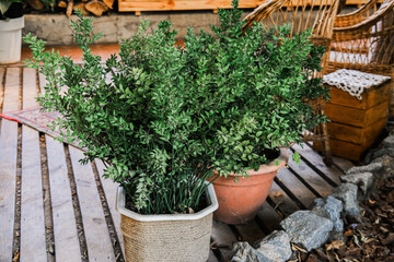 Green potted plants on wooden floor in cozy indoor setting with natural light and rustic decor